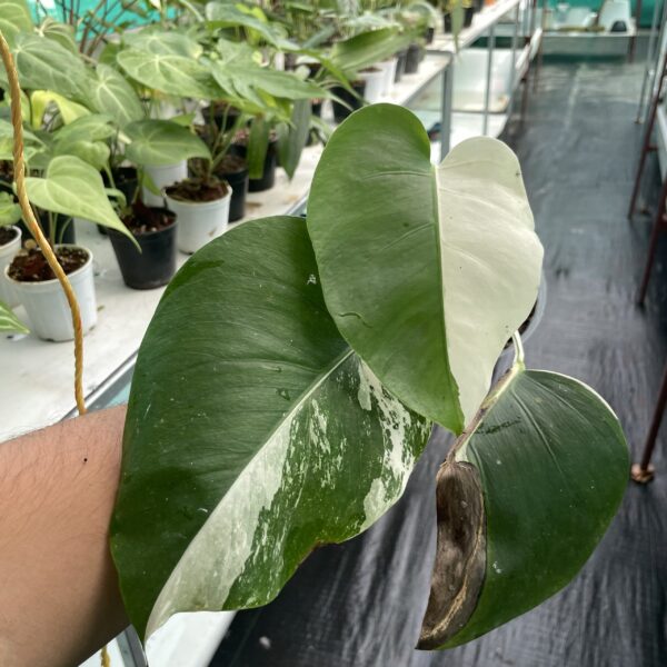 Monstera Albo - A3