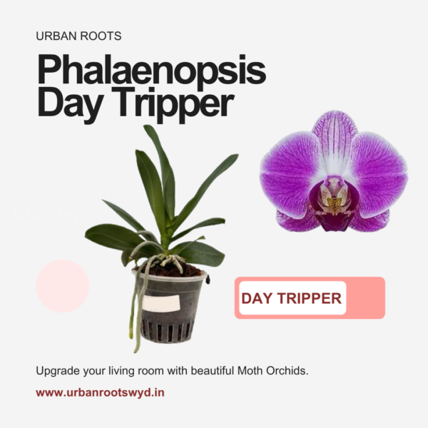 Phalaenopsis 'Day Tripper'