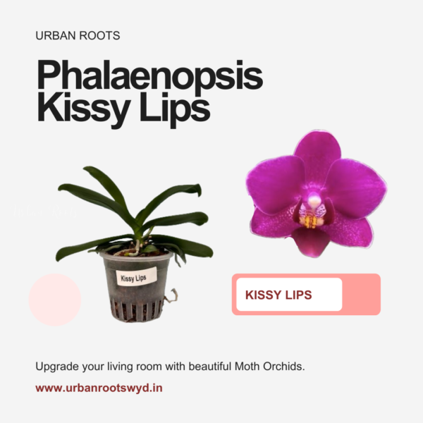 Phalaenopsis 'Kissy Lips' - Near Blooming Size