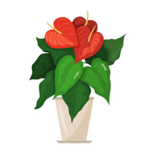 Flowering Anthurium