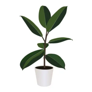 Ficus family