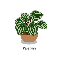 Peperomia