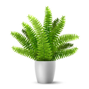 Ferns