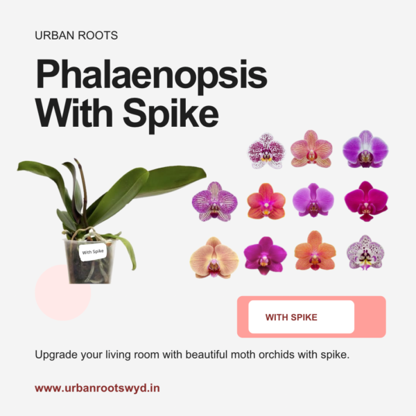 Phalaenopsis Orchids with Spike