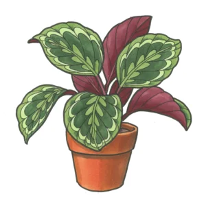 Calathea