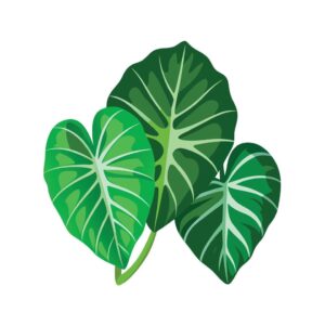 Colocasia