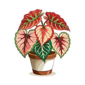 Caladium