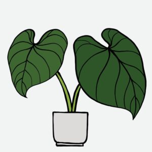 Philodendrons