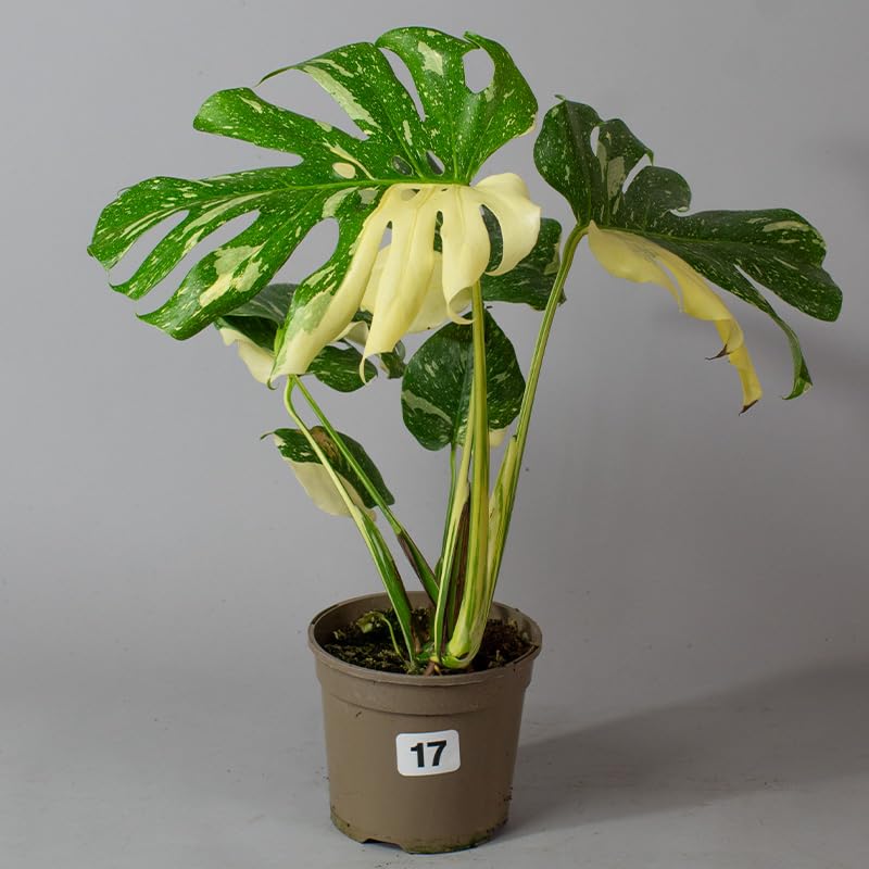 Monstera-Thai-Constellation-Plant-Urban-Roots