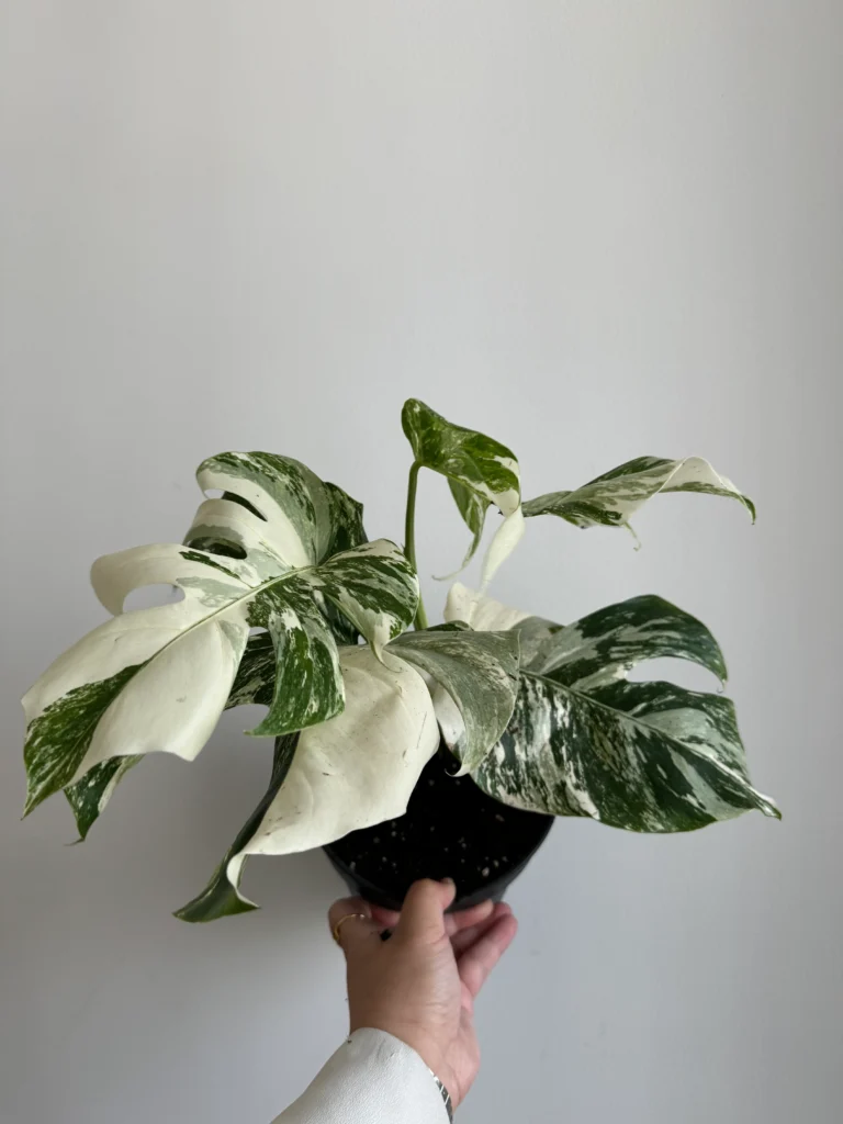 Monstera albo Care: Unlocking the Secrets of the White Variegated Beauty