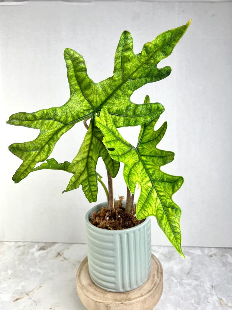 Alocasia Plant Care: Expert Tips for Thriving Elephant Ears in India