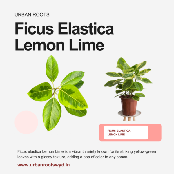 Ficus Elastica Lemon Lime