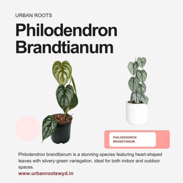 Philodendron Brandtianum