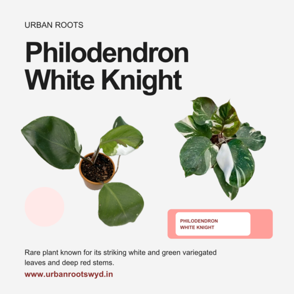 Philodendron White Knight