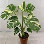 Variegated-Monstera-Leaves-Urban-Roots