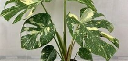 Variegated-Monstera-Leaves-Urban-Roots