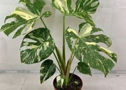 Variegated-Monstera-Leaves-Urban-Roots