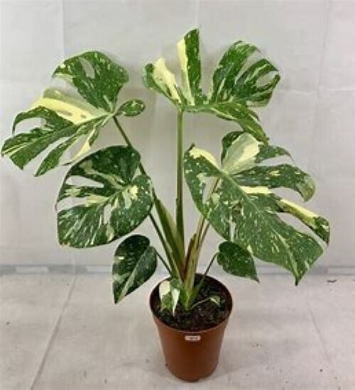 Variegated-Monstera-Leaves-Urban-Roots