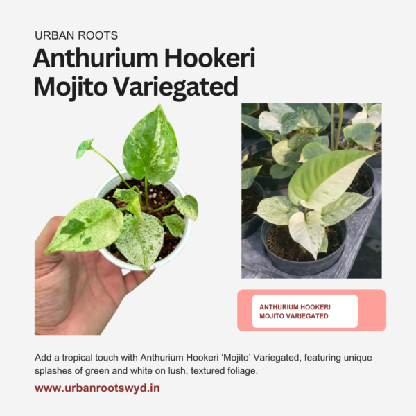 Anthurium Hookeri Mojito Variegated