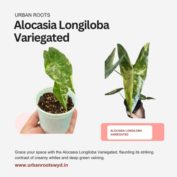 Alocasia Longiloba Variegated