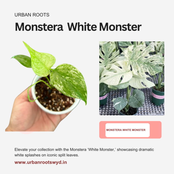 Monstera White Monster