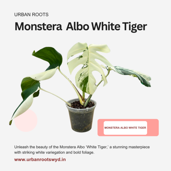 Monstera Albo White Tiger