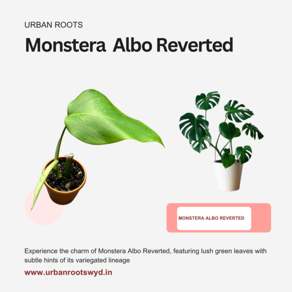 Monstera Albo Reverted