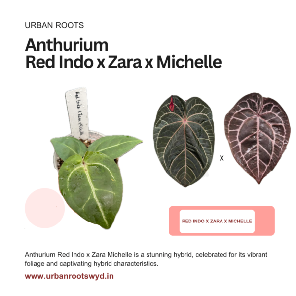 Anthurium Red Indo X Zara X Michelle