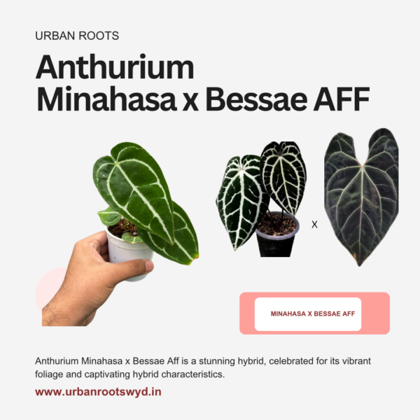 Anthurium Minahasa X Bessae AFF