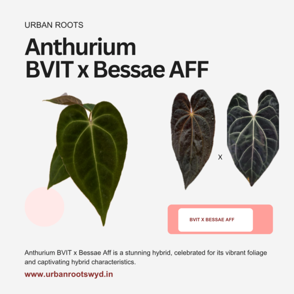 Anthurium BVIT X Bessae AFF