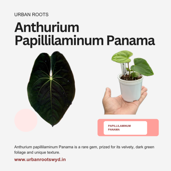 Anthurium Papillilaminum Panama