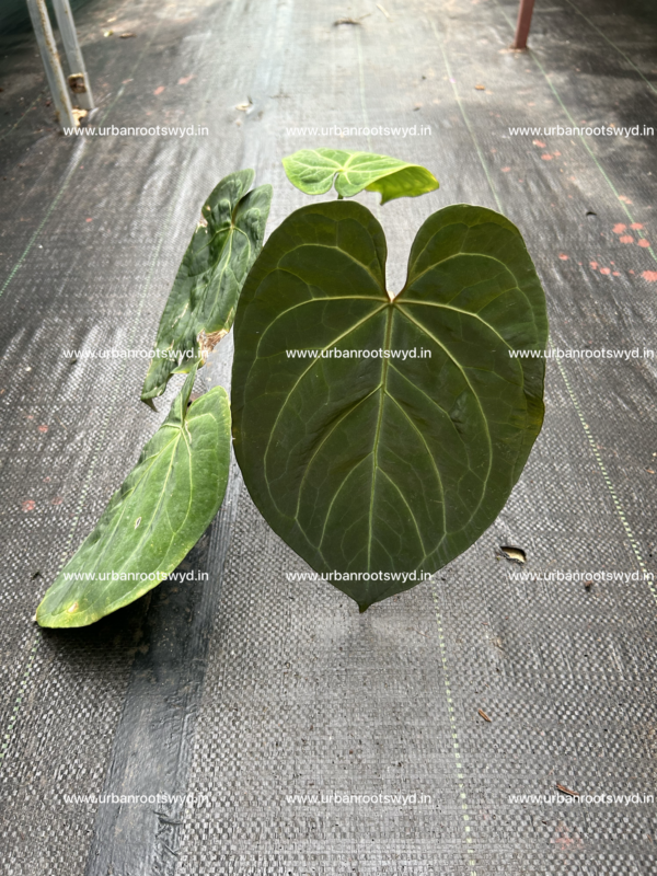 Anthurium Hoffmani Indonesian Hybrid - Image 3