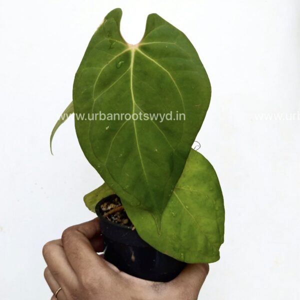 Anthurium Papillilaminum Gunayala x Goliath