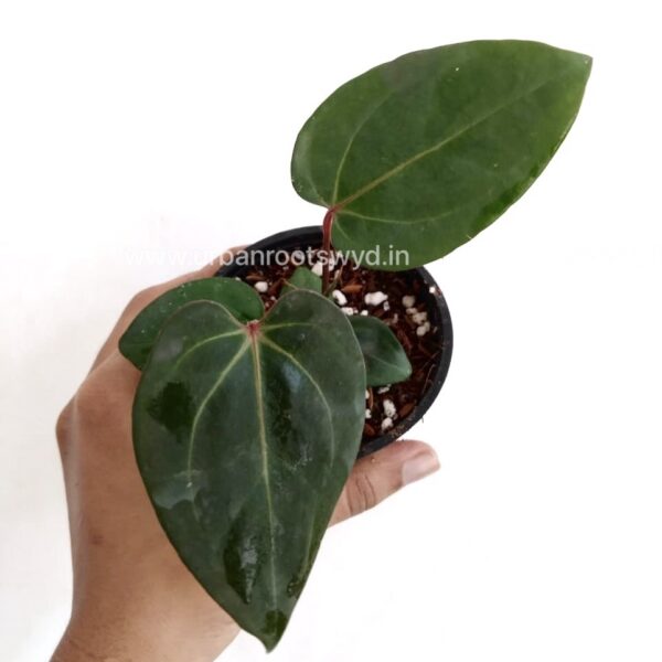 Anthurium Bessae X Michelle Zara - Image 3
