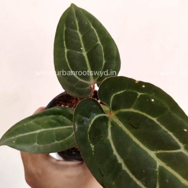 Anthurium AOS x Michelle Zara - Image 2