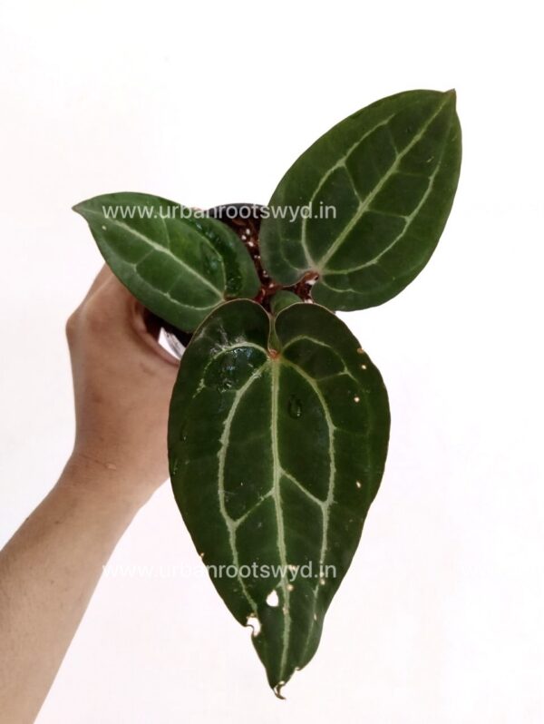Anthurium AOS x Michelle Zara