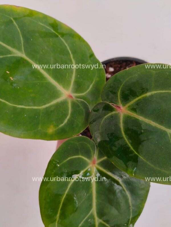 Anthurium Magnificum x Michelle Zara - Image 2