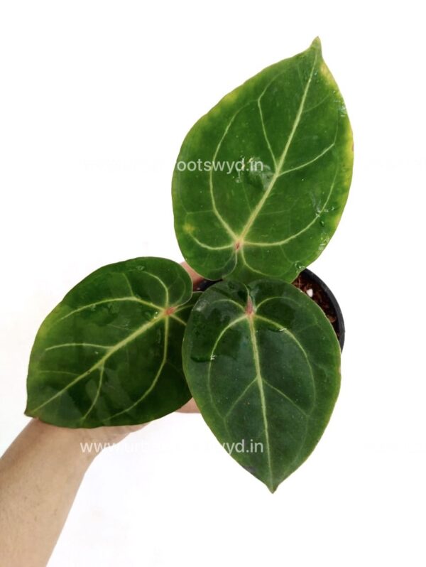 Anthurium Magnificum x Michelle Zara