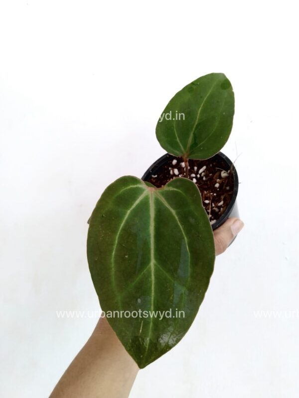 Anthurium Bessae X Michelle Zara