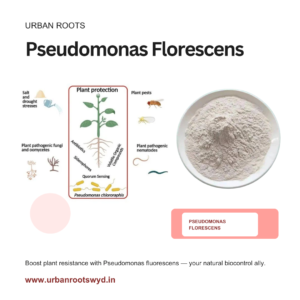 Pseudomonas fluorescens