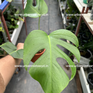 Monstera Deliciosa