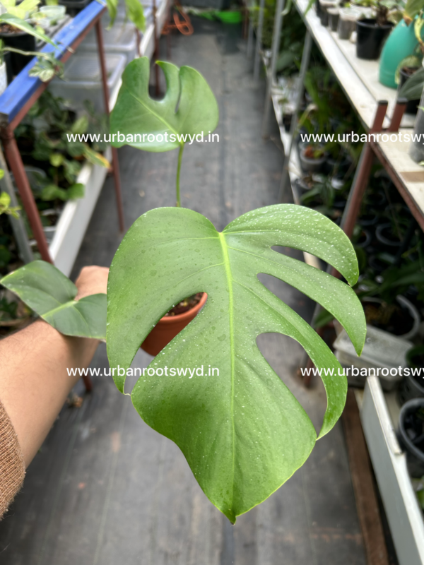 Monstera Deliciosa