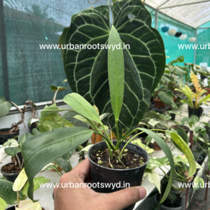 Anthurium Vittarifolium