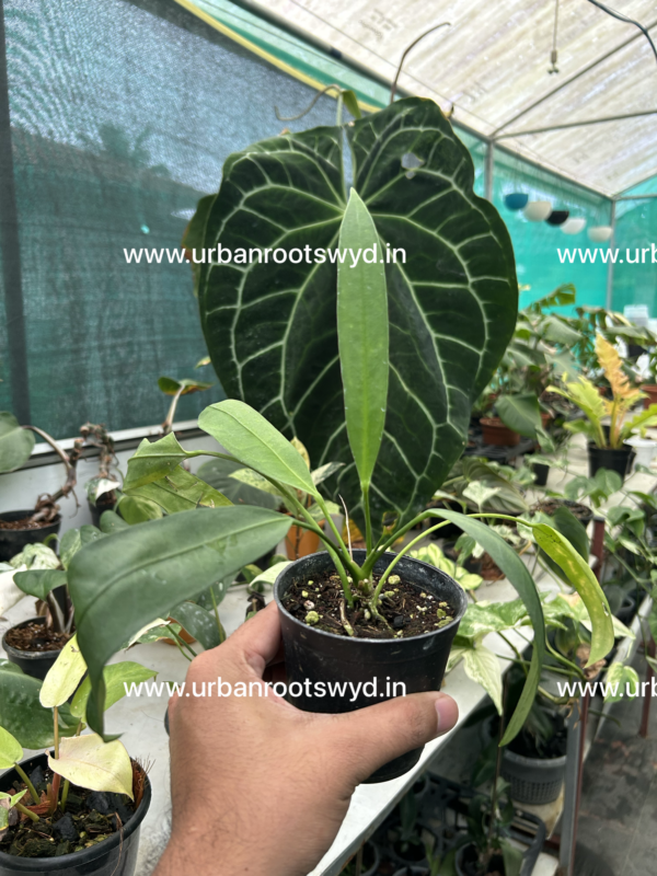 Anthurium Vittarifolium