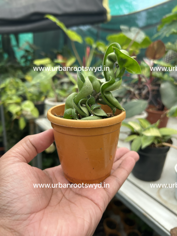 Hoya Hindu Rope