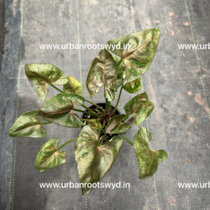 Syngonium Mini Allusion (Set of 10 Plants, Free Shipping)