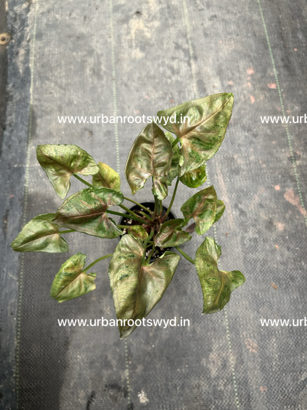 Syngonium Mini Allusion (Set of 10 Plants, Free Shipping)