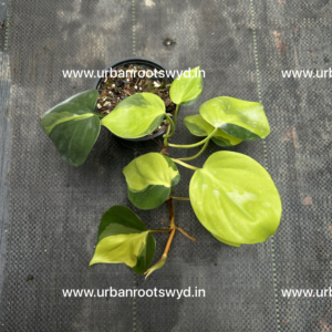 Philodendron Brasil
