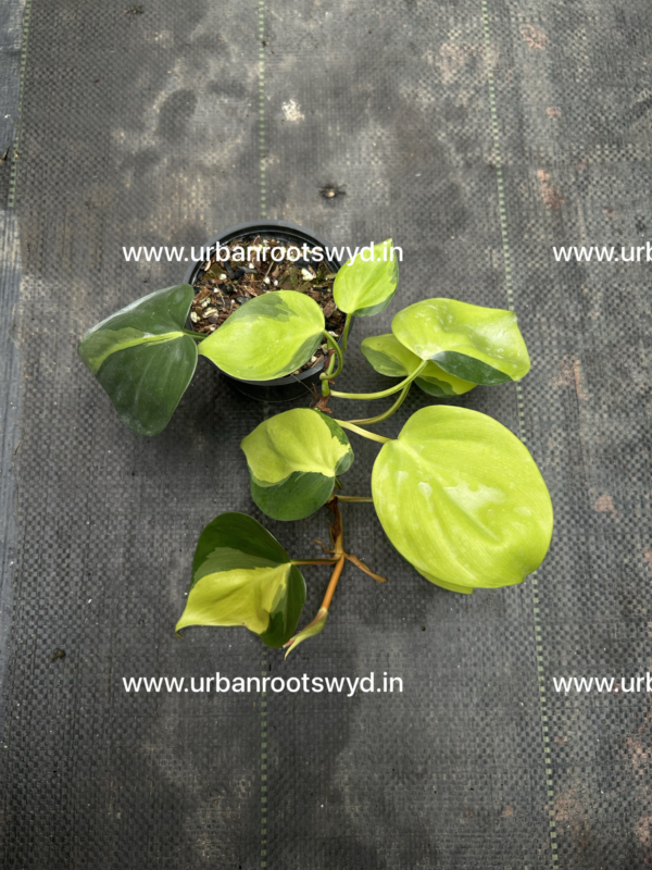 Philodendron Brasil