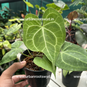 Anthurium Clarinervium